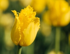 yellow jagged tulip flower thumbnail