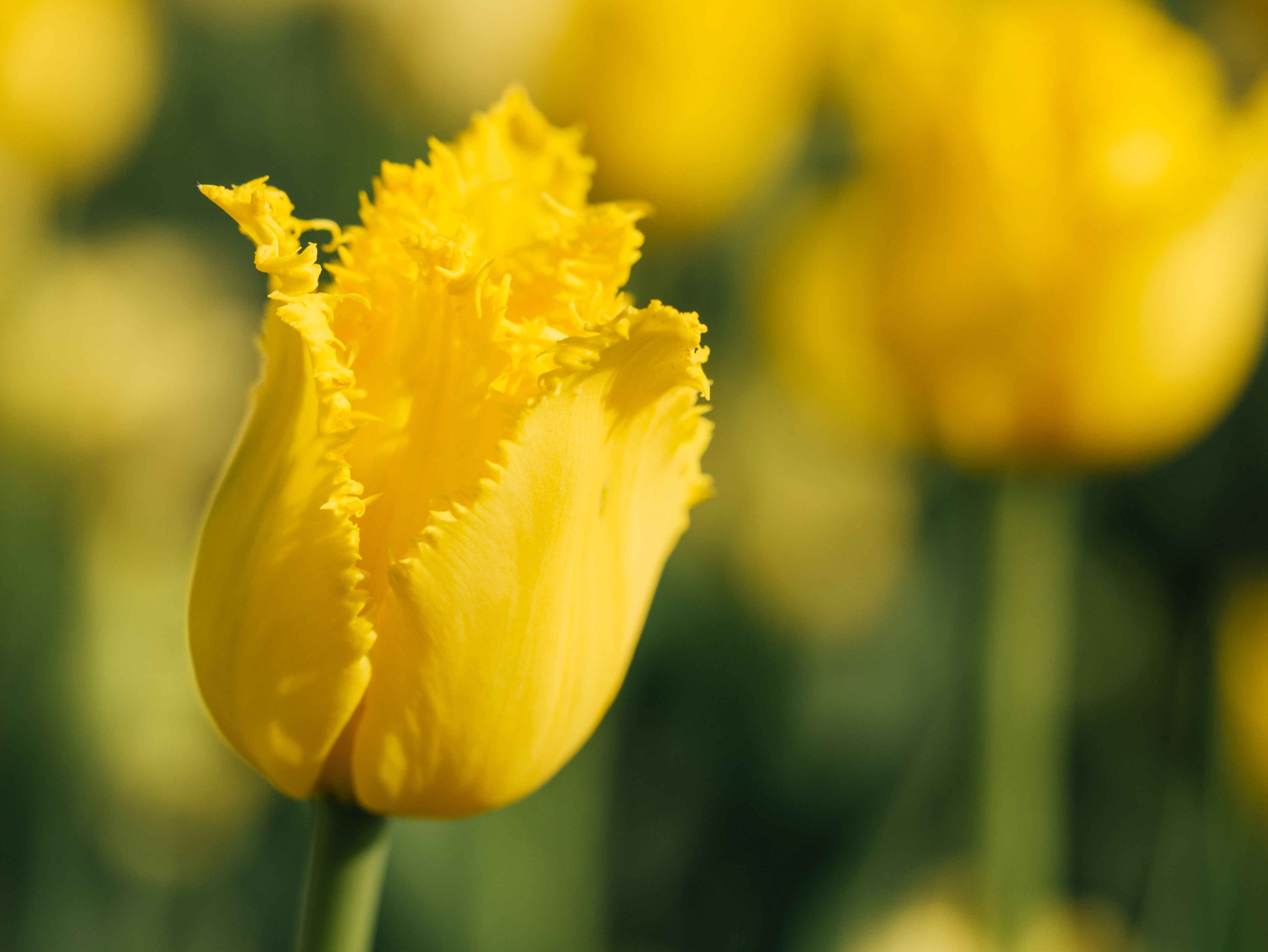 yellow jagged tulip flower
