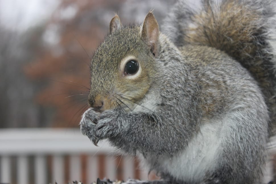 gray squirrel in closeup photography preview