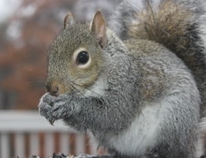 gray squirrel in closeup photography thumbnail