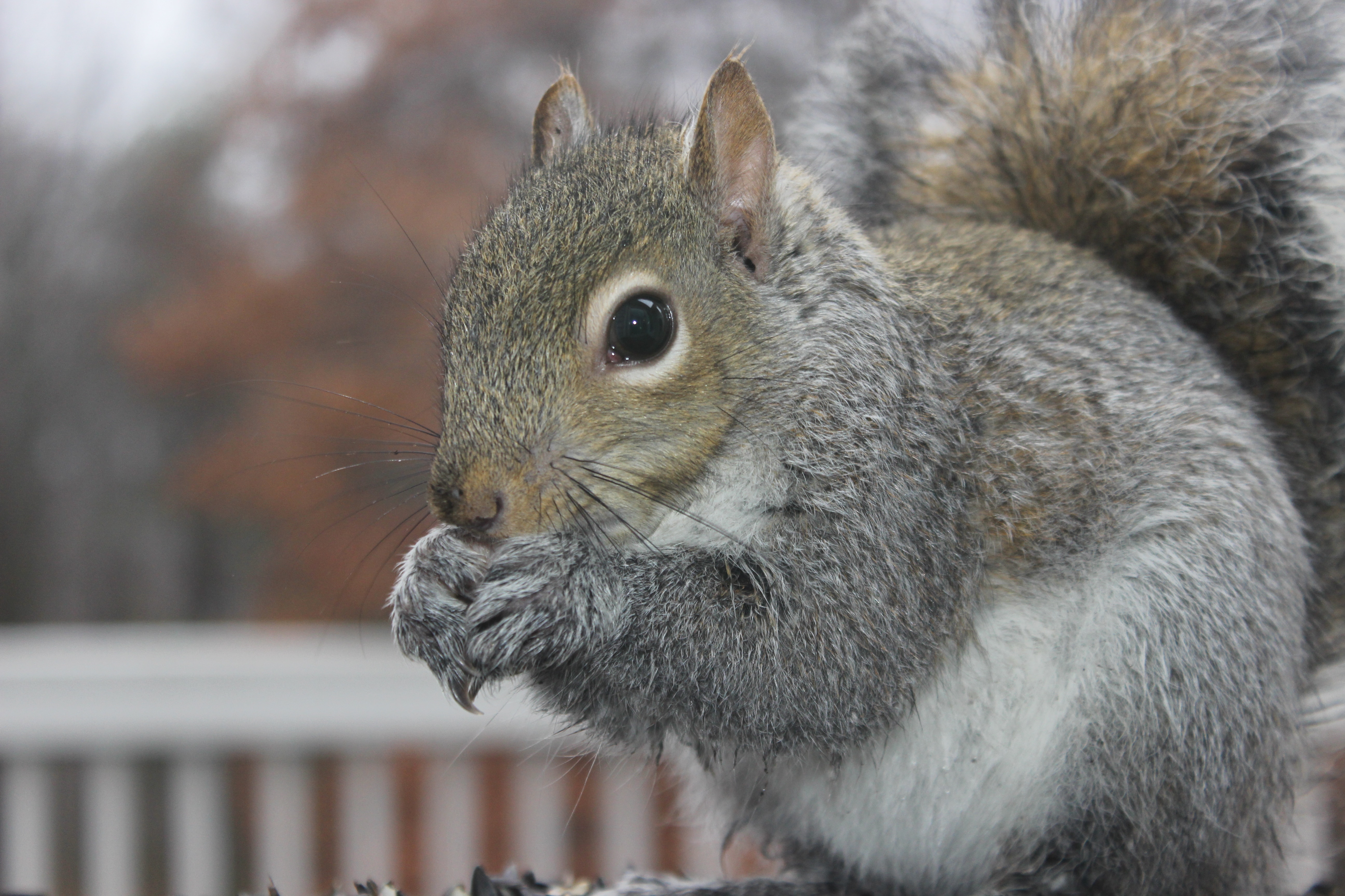 gray squirrel in closeup photography