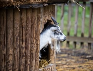 white and black goat inside pet house during daytime thumbnail