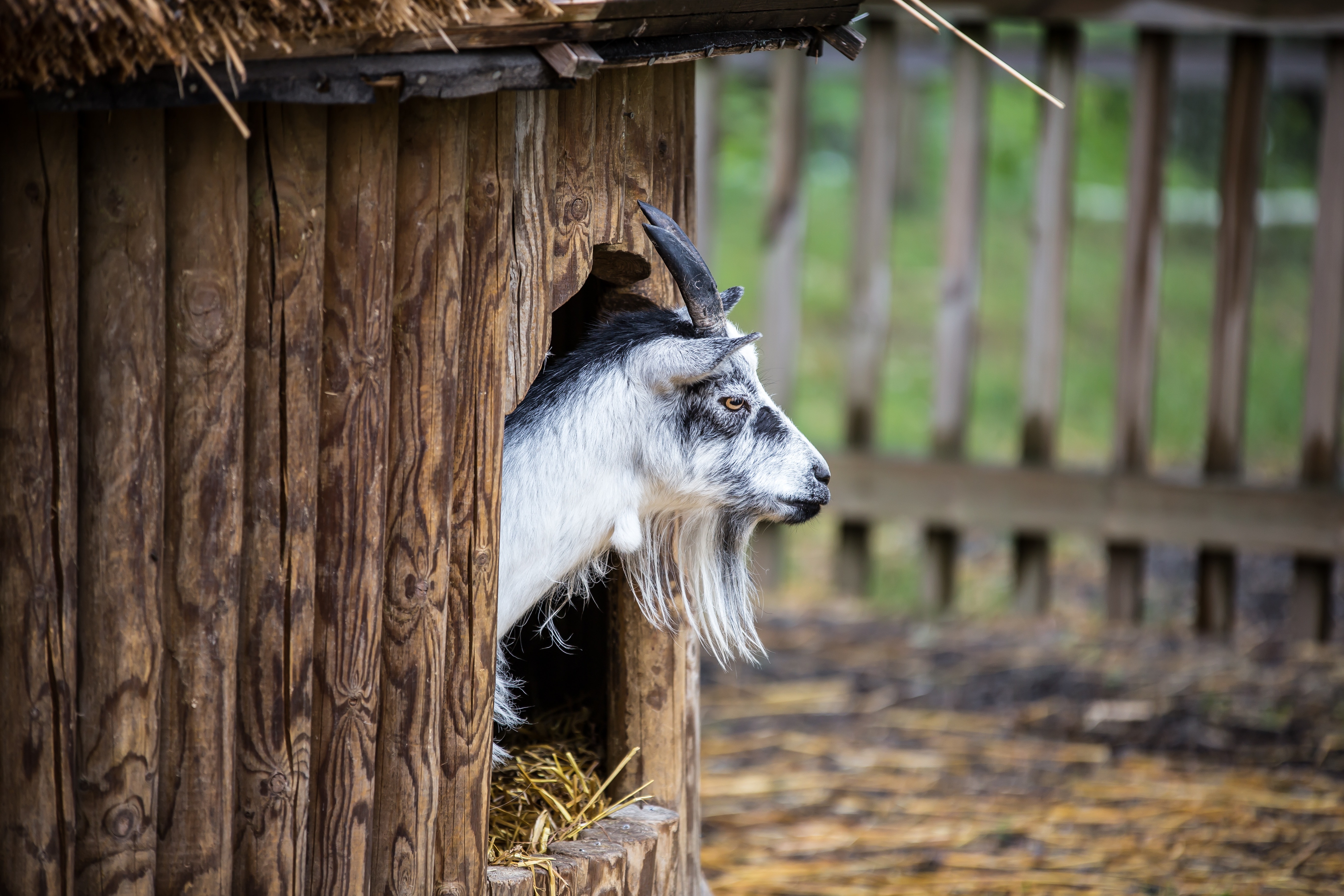 white and black goat inside pet house during daytime