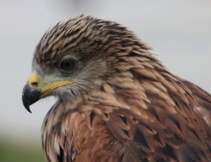 brown bald eagle during daytime thumbnail