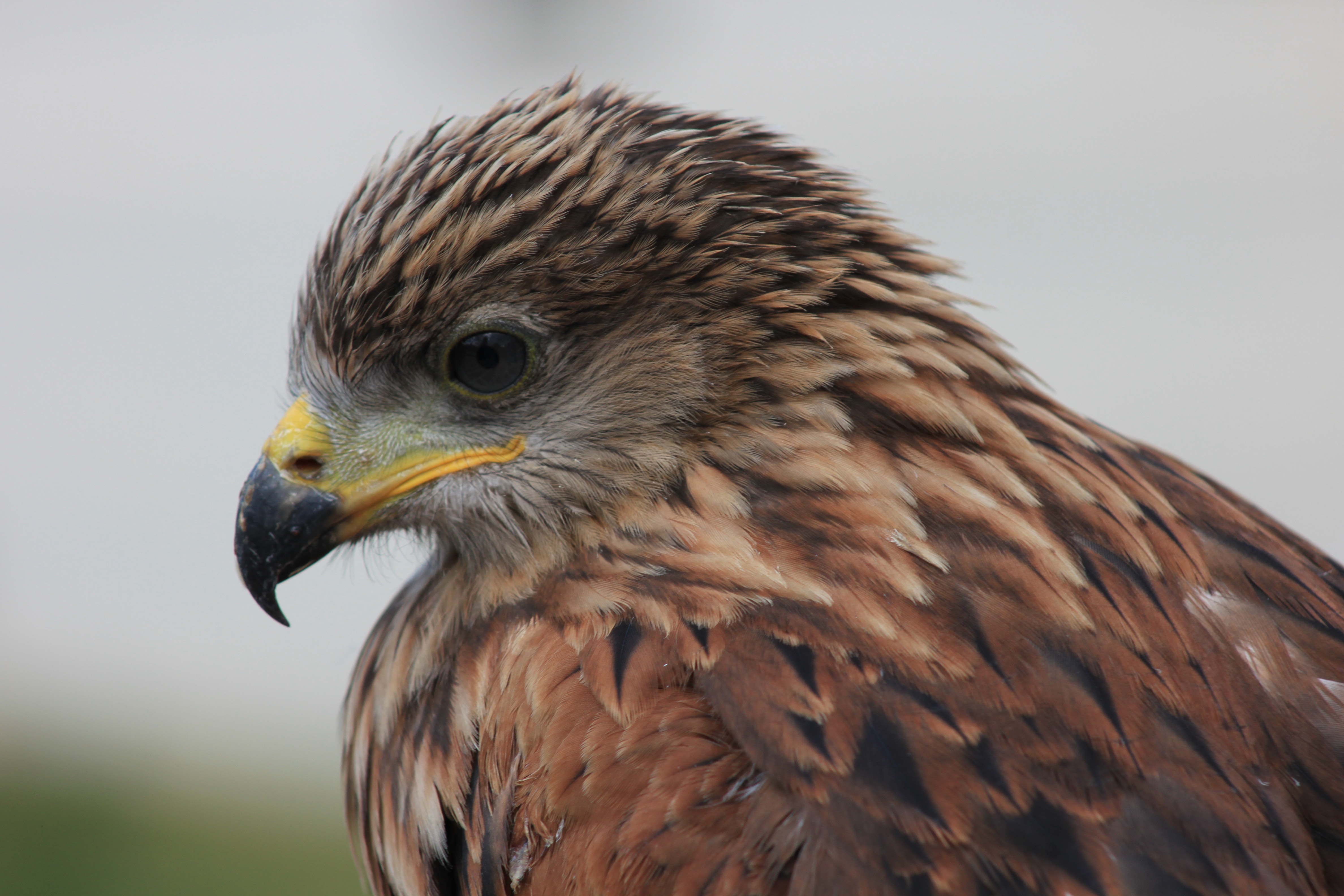 brown bald eagle during daytime
