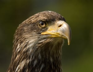 Tilt shift photography of  Eagle Head thumbnail