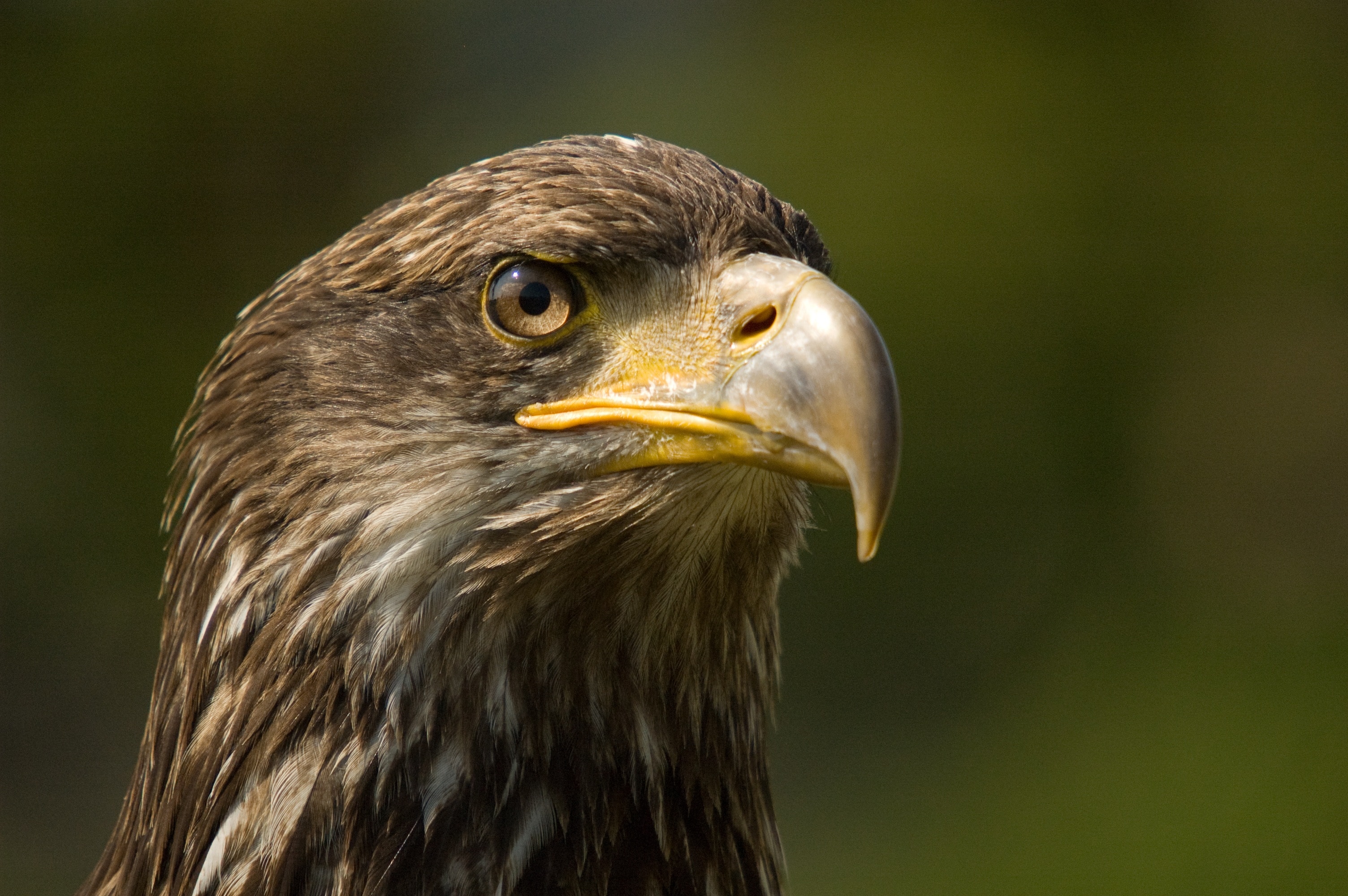 Tilt shift photography of  Eagle Head