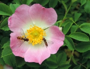 Wild Bee, Wild Rose Flower, Insect, flower, petal thumbnail
