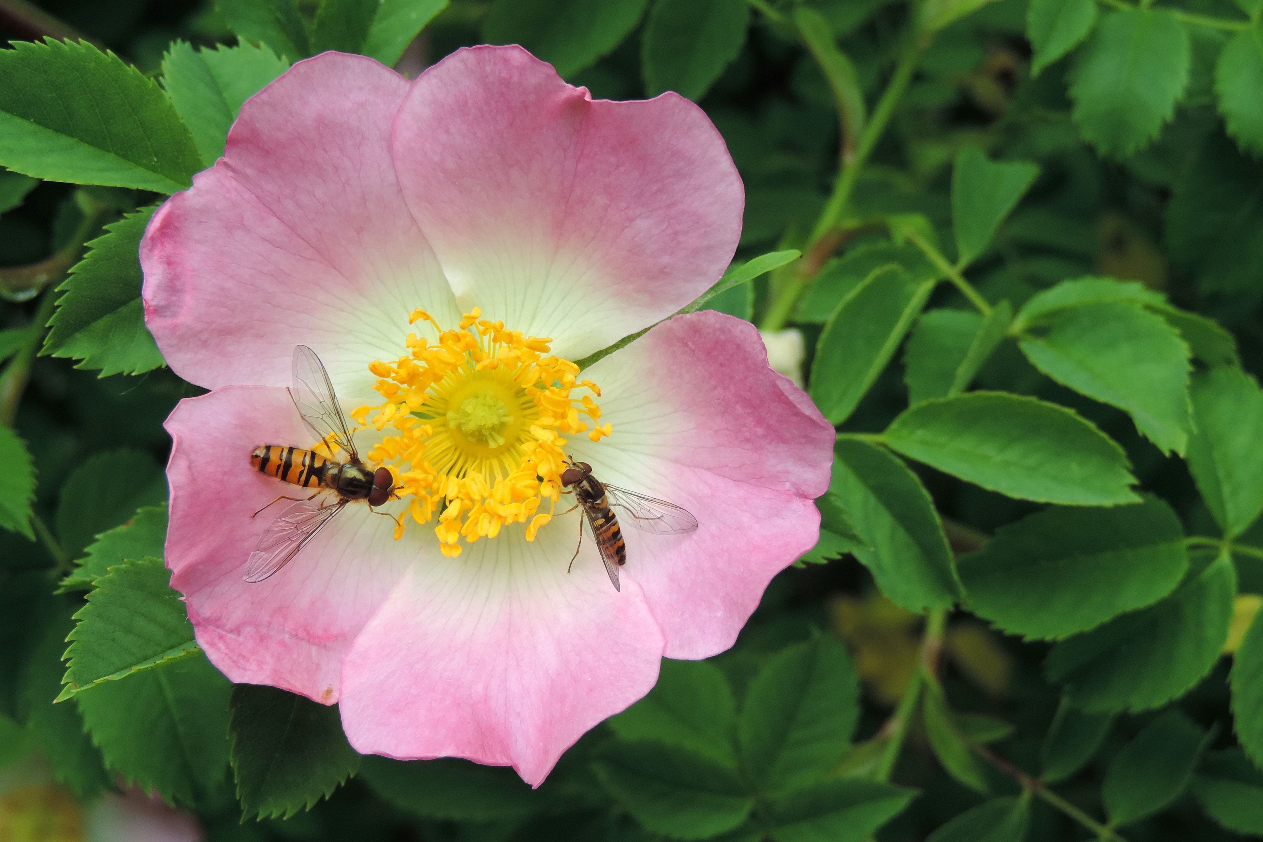 Wild Bee, Wild Rose Flower, Insect, flower, petal