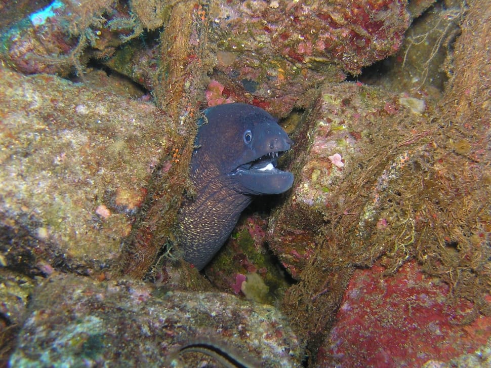 black electric eel hiding on stone corlas preview