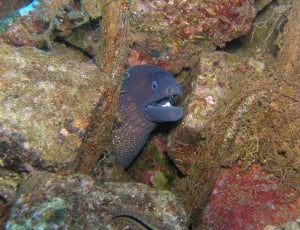 black electric eel hiding on stone corlas thumbnail