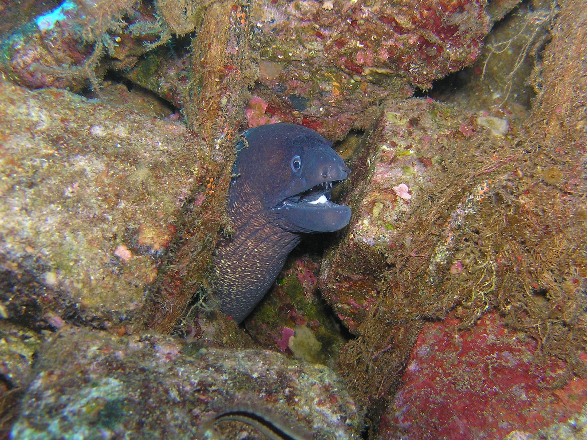 black electric eel hiding on stone corlas