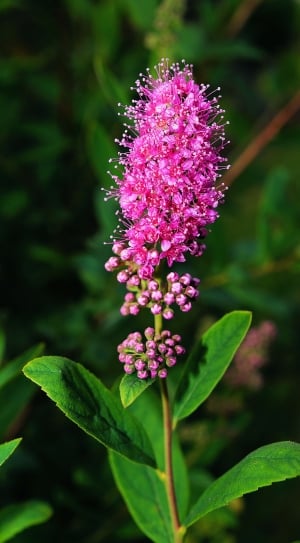 pink butterfly bush flower thumbnail