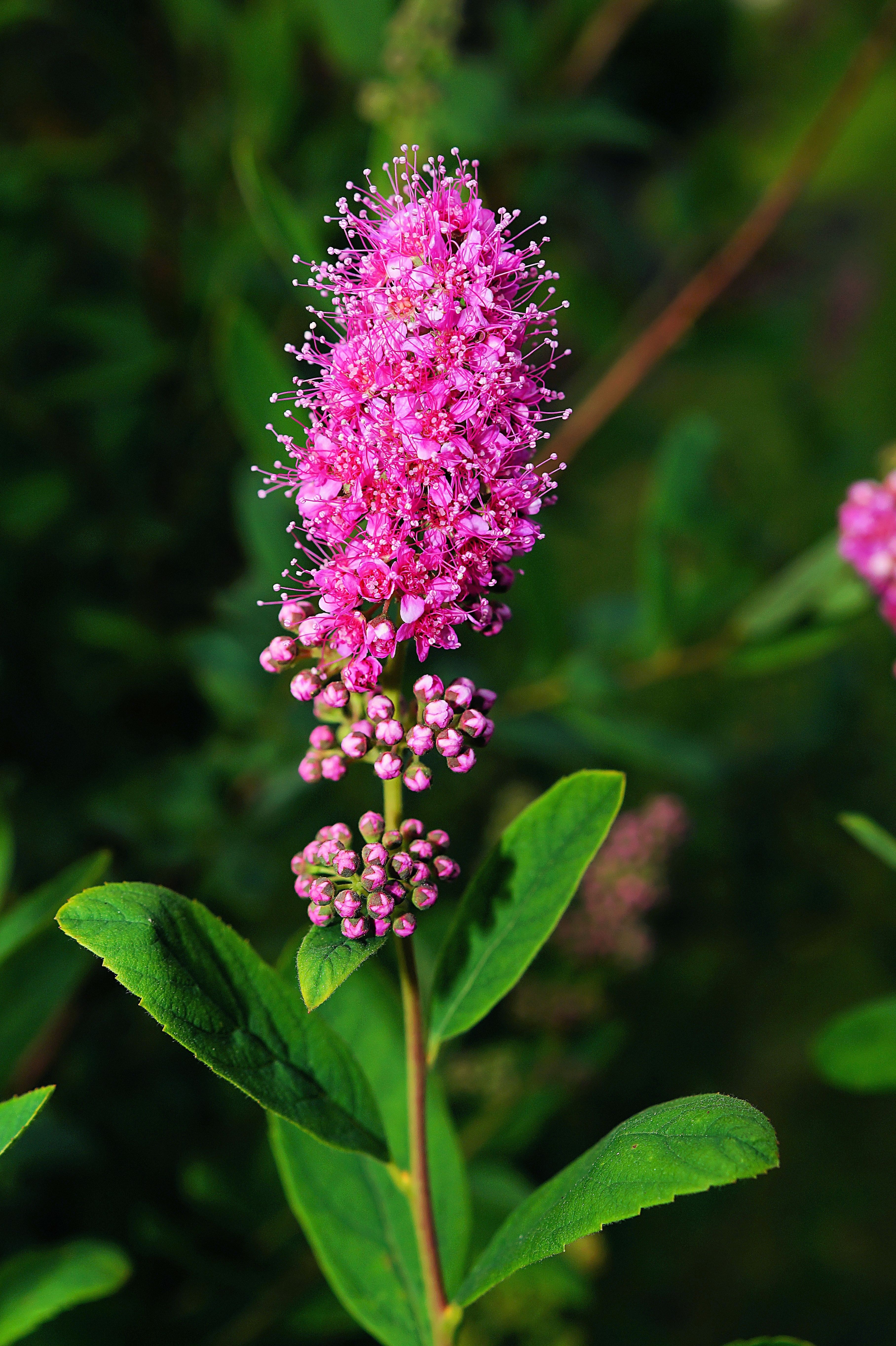 pink butterfly bush flower