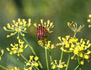 black and red insect and yellow flower thumbnail