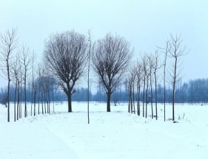 bare trees under white clouds thumbnail