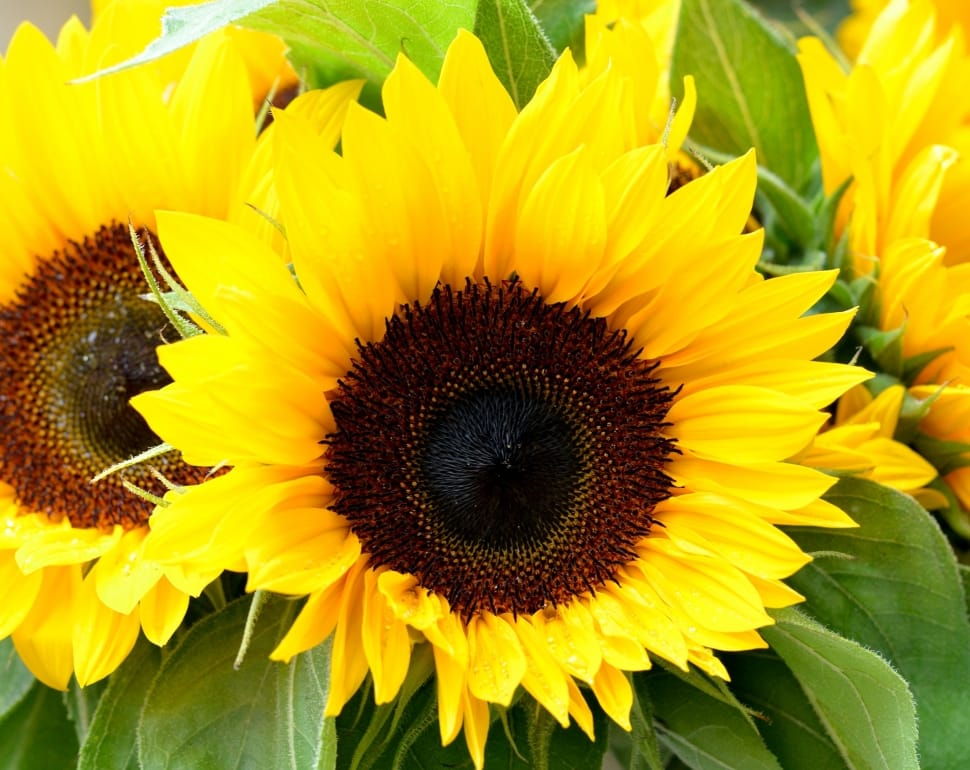 Sunflowers, Summer, Yellow, Flower, flower, yellow preview
