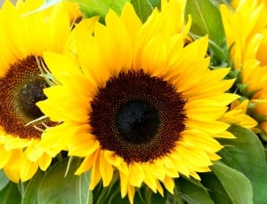 Sunflowers, Summer, Yellow, Flower, flower, yellow thumbnail