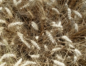 beige dried plant thumbnail
