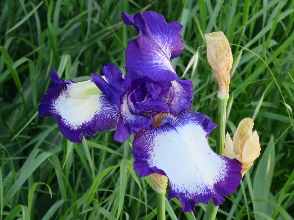 Violet, Iris, Flower, Purple, Bicolor, flower, purple preview