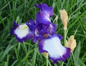 Violet, Iris, Flower, Purple, Bicolor, flower, purple thumbnail
