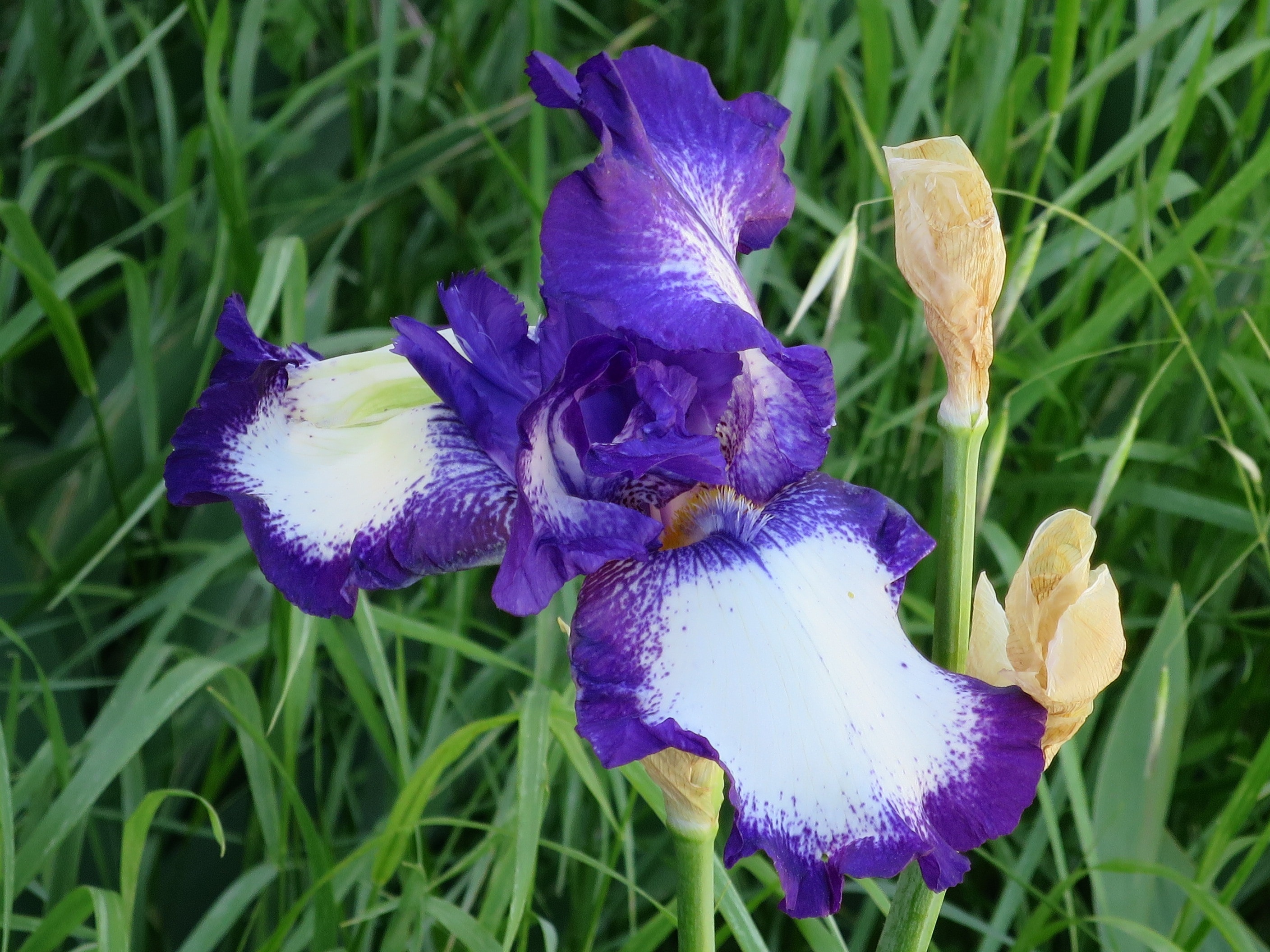 Violet, Iris, Flower, Purple, Bicolor, flower, purple