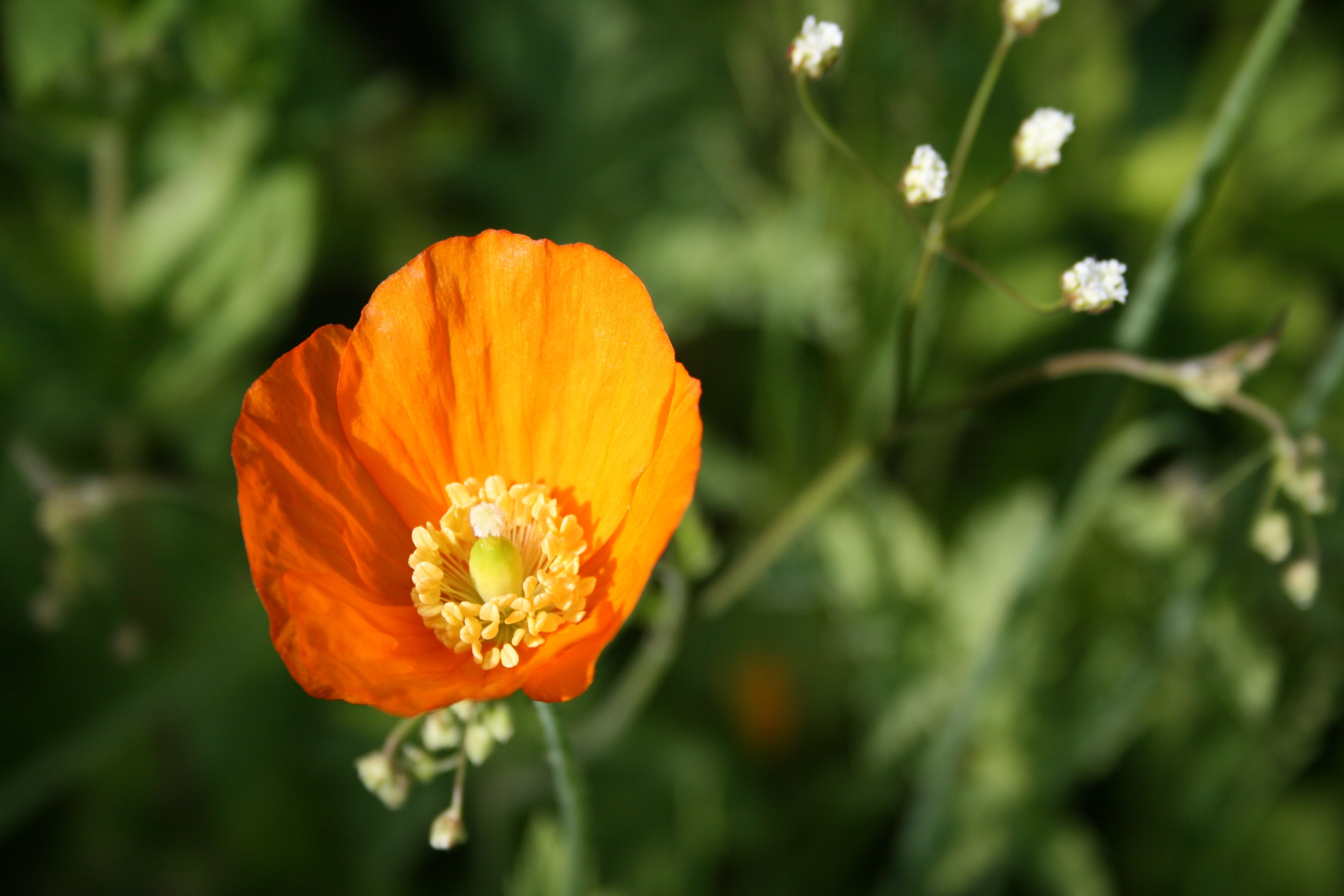 orange flower