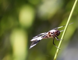 brown and white skimmer dragonfly on grass in close up photography during daytime thumbnail