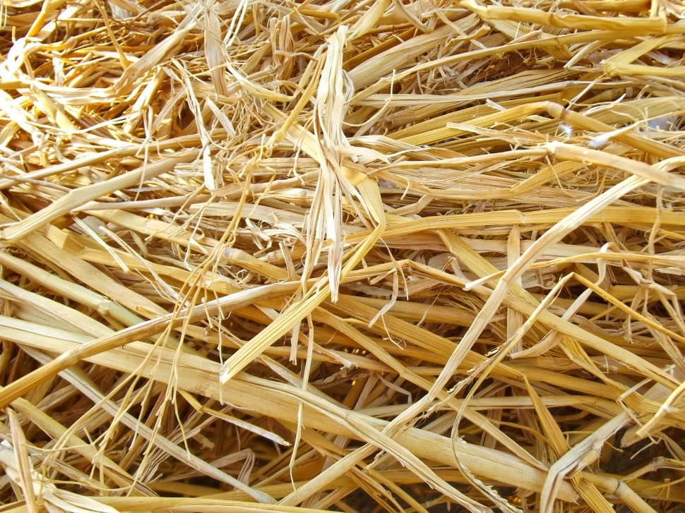 dried sugar cane plant preview