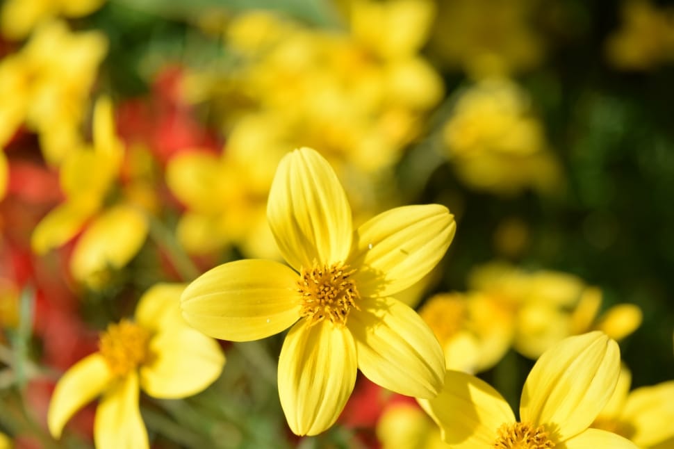 yellow 5 petaled flower preview