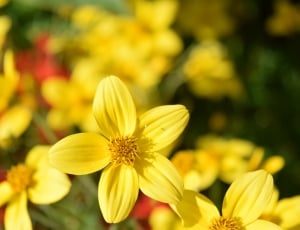 yellow 5 petaled flower thumbnail