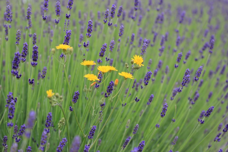 Lavender Flowers, Flowers, Lavender, flower, nature preview