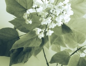 white lilacs thumbnail