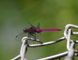 Wildlife, Insect, Dragonfly, Nature, insect, green color thumbnail