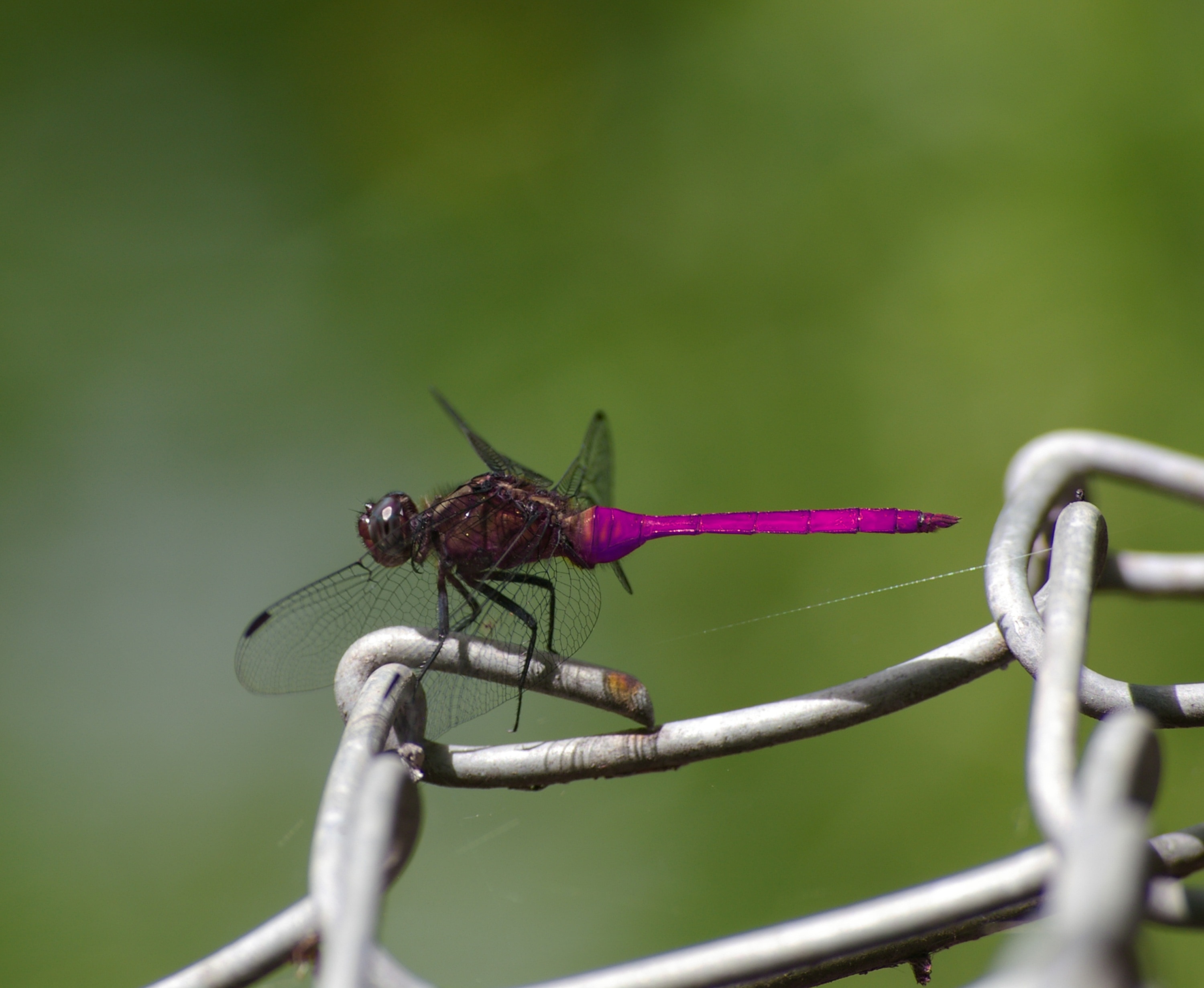 Wildlife, Insect, Dragonfly, Nature, insect, green color