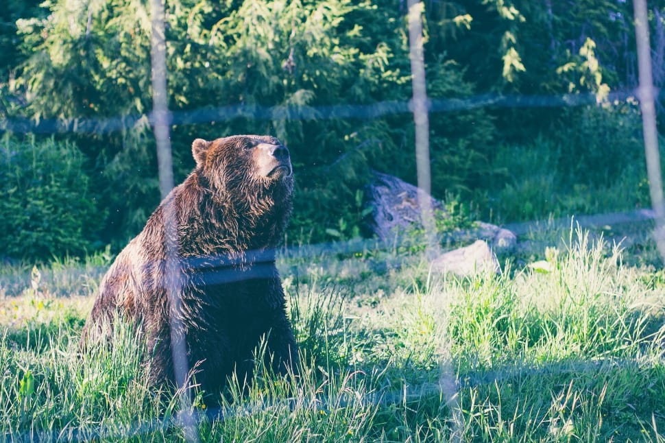brown bear on green grass during daytime preview