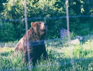 brown bear on green grass during daytime thumbnail