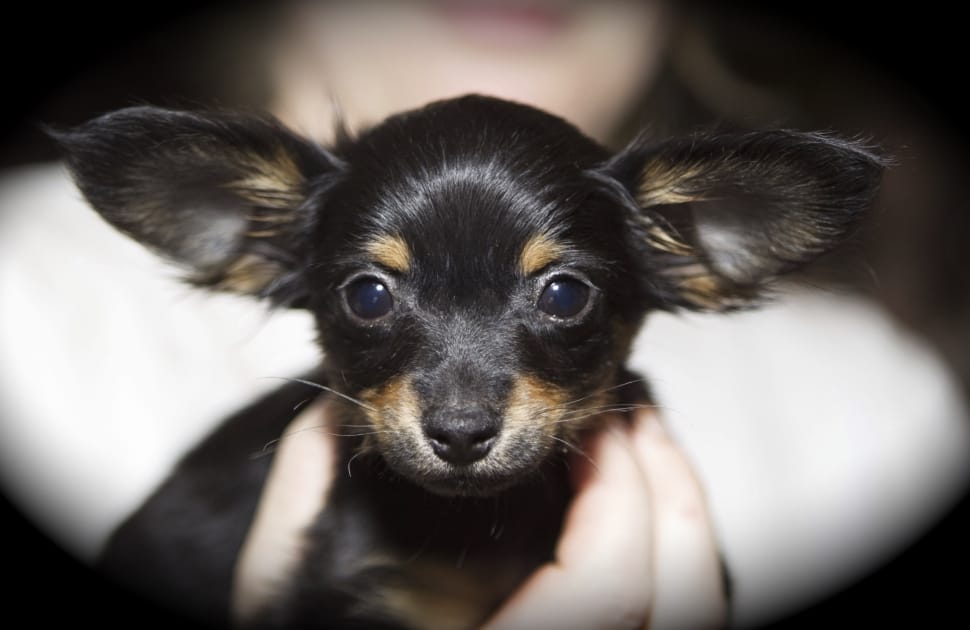 black and tan long haired chihuahua puppy in selective focus photography preview