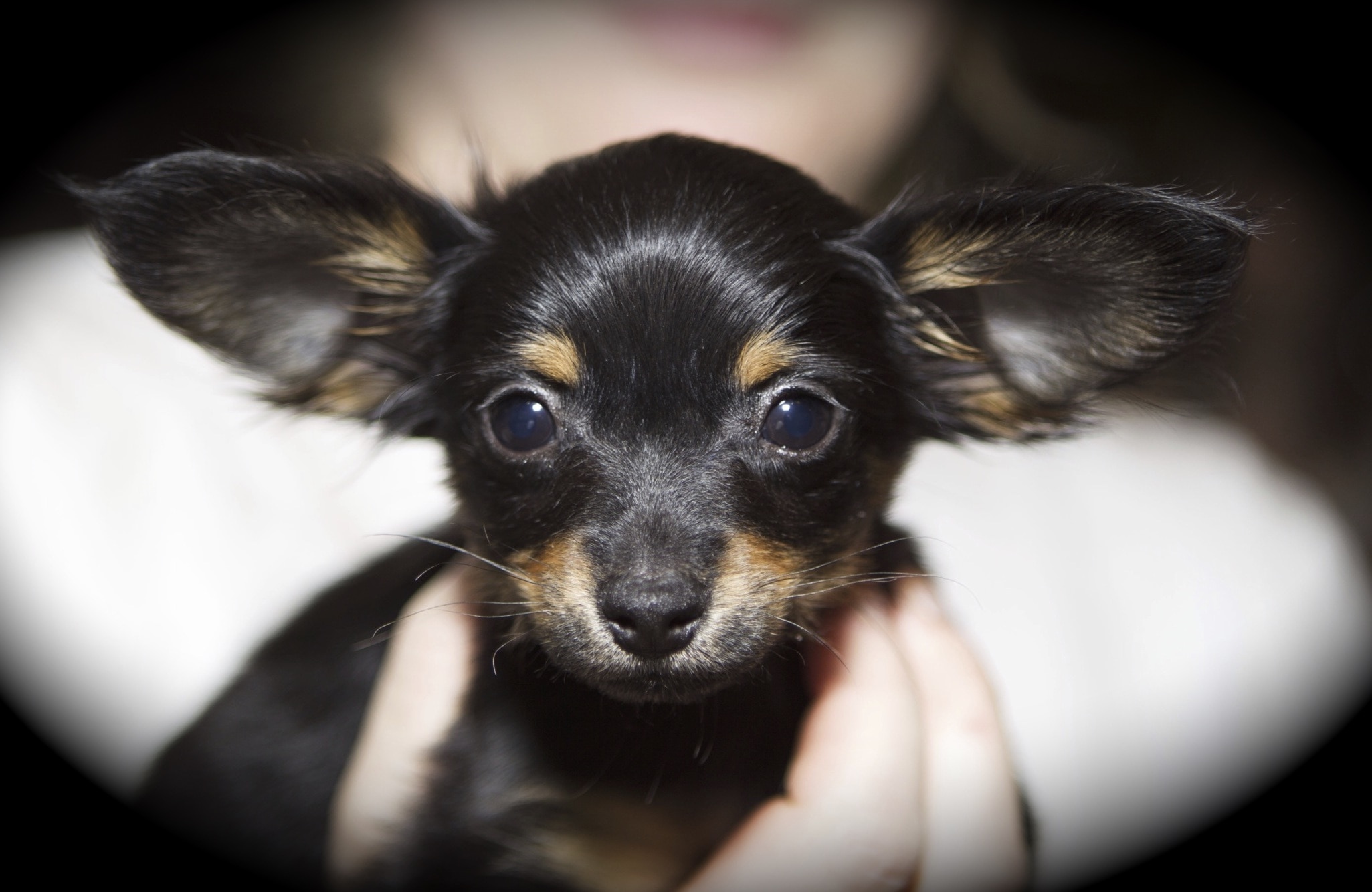 black and tan long haired chihuahua puppy in selective focus photography