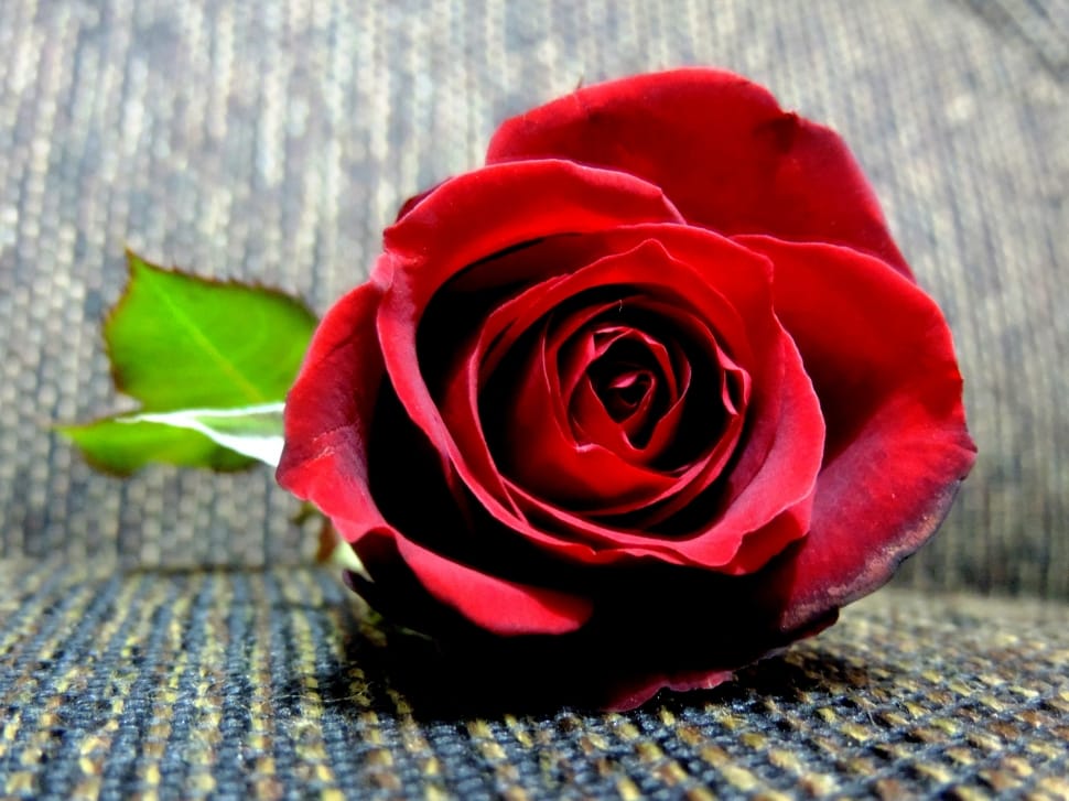 Rosa, Romantic, Romanticism, Flower, flower, red preview