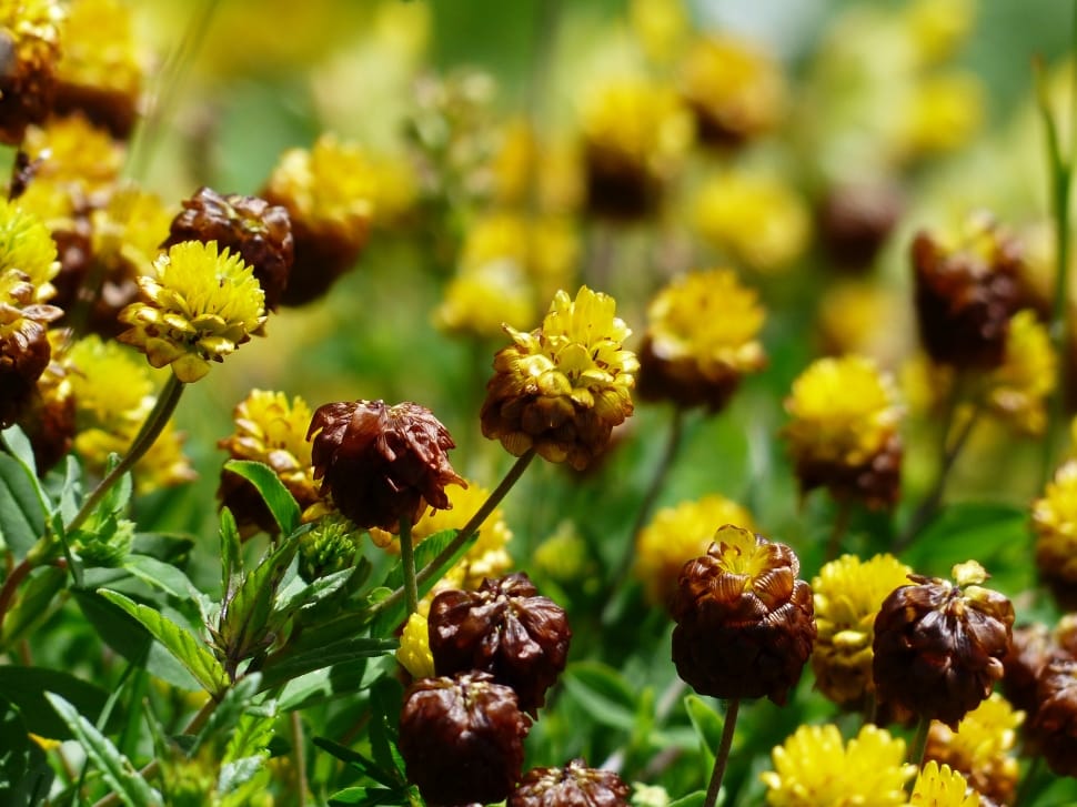 Brown Dress, Brown, Yellow, Flowers, plant, flower preview