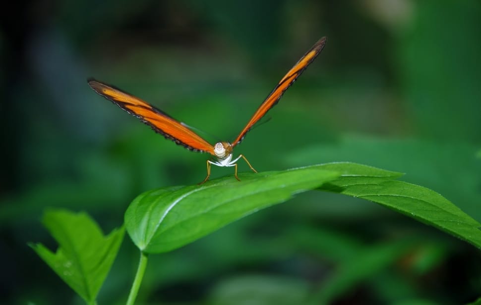 Dryas Julia, Julia Longwin, Butterfly, one animal, insect preview