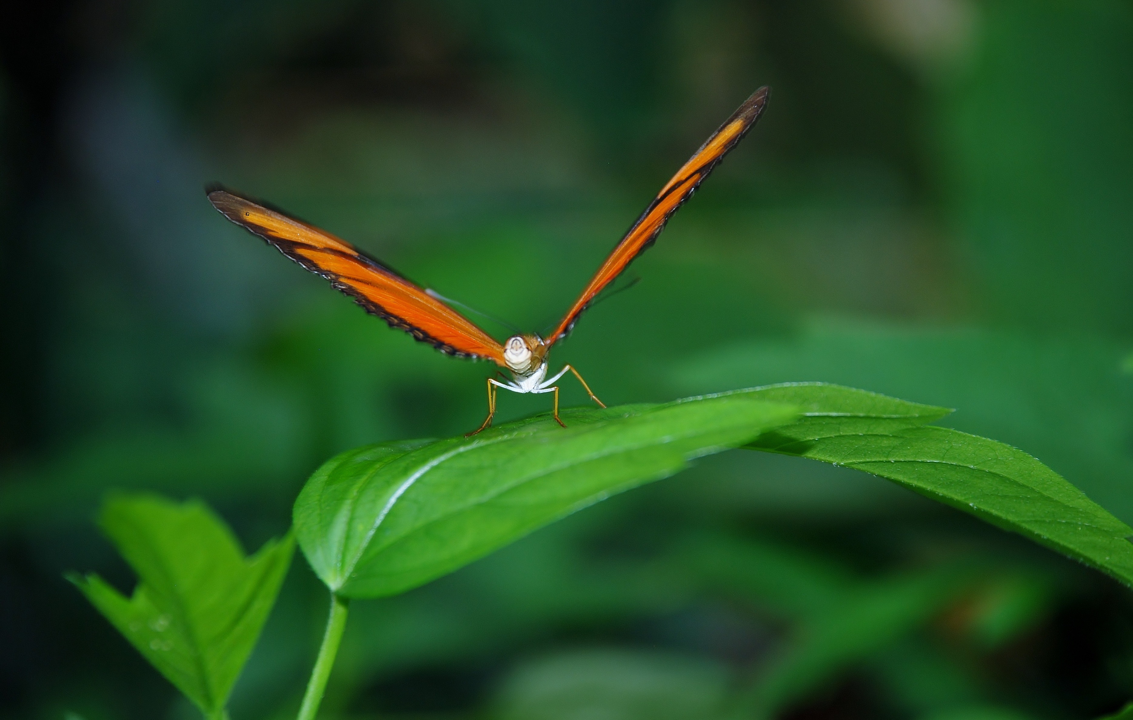 Dryas Julia, Julia Longwin, Butterfly, one animal, insect