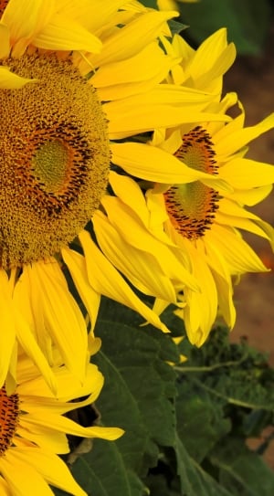 4 sunflower s thumbnail