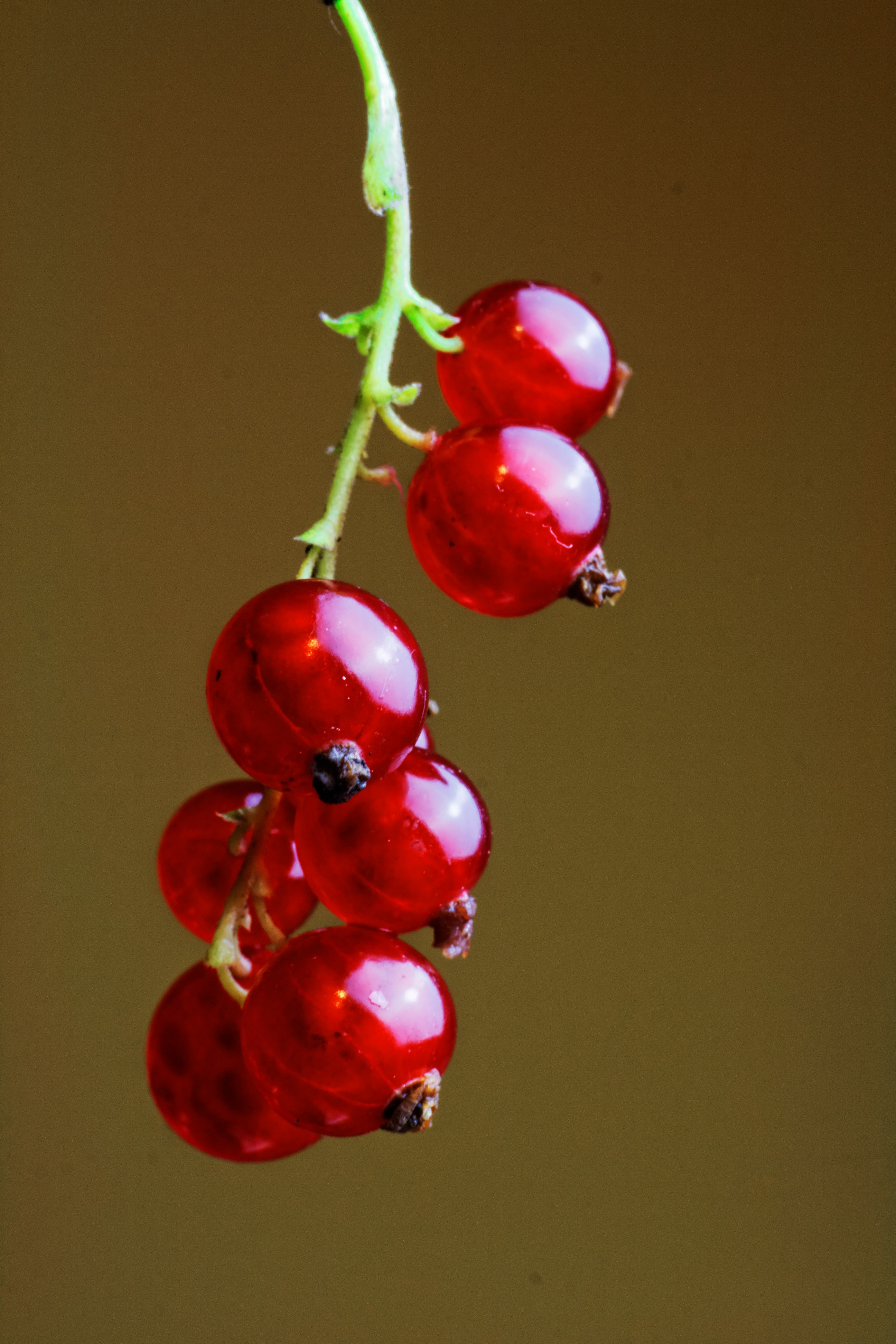 red round fruits