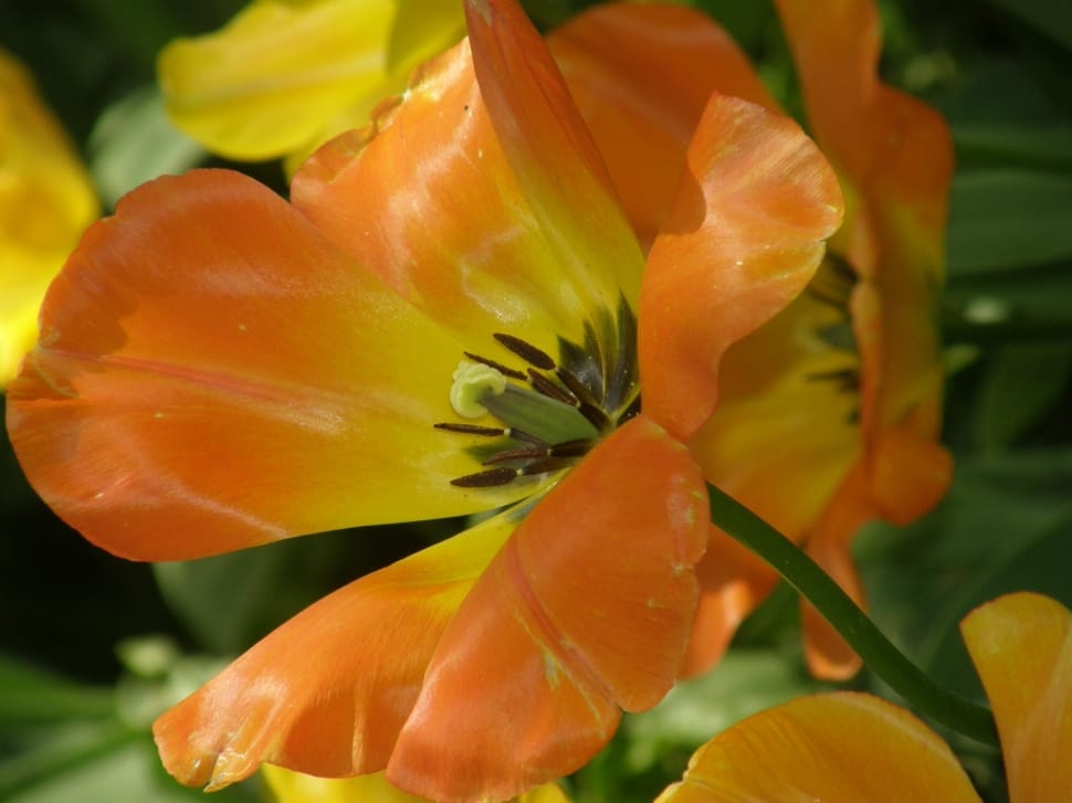 Flower, Yellow, Tulip, Blossom, Orange, flower, petal preview