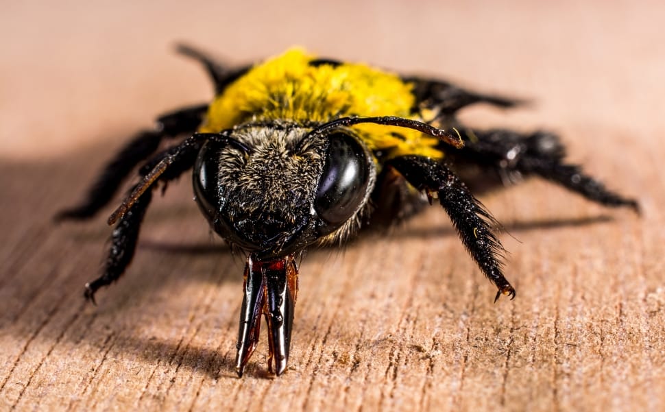 Carpenter bee macro photography preview