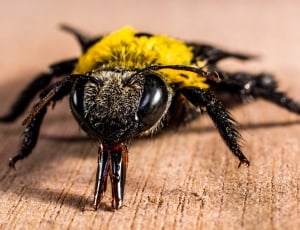 Carpenter bee macro photography thumbnail