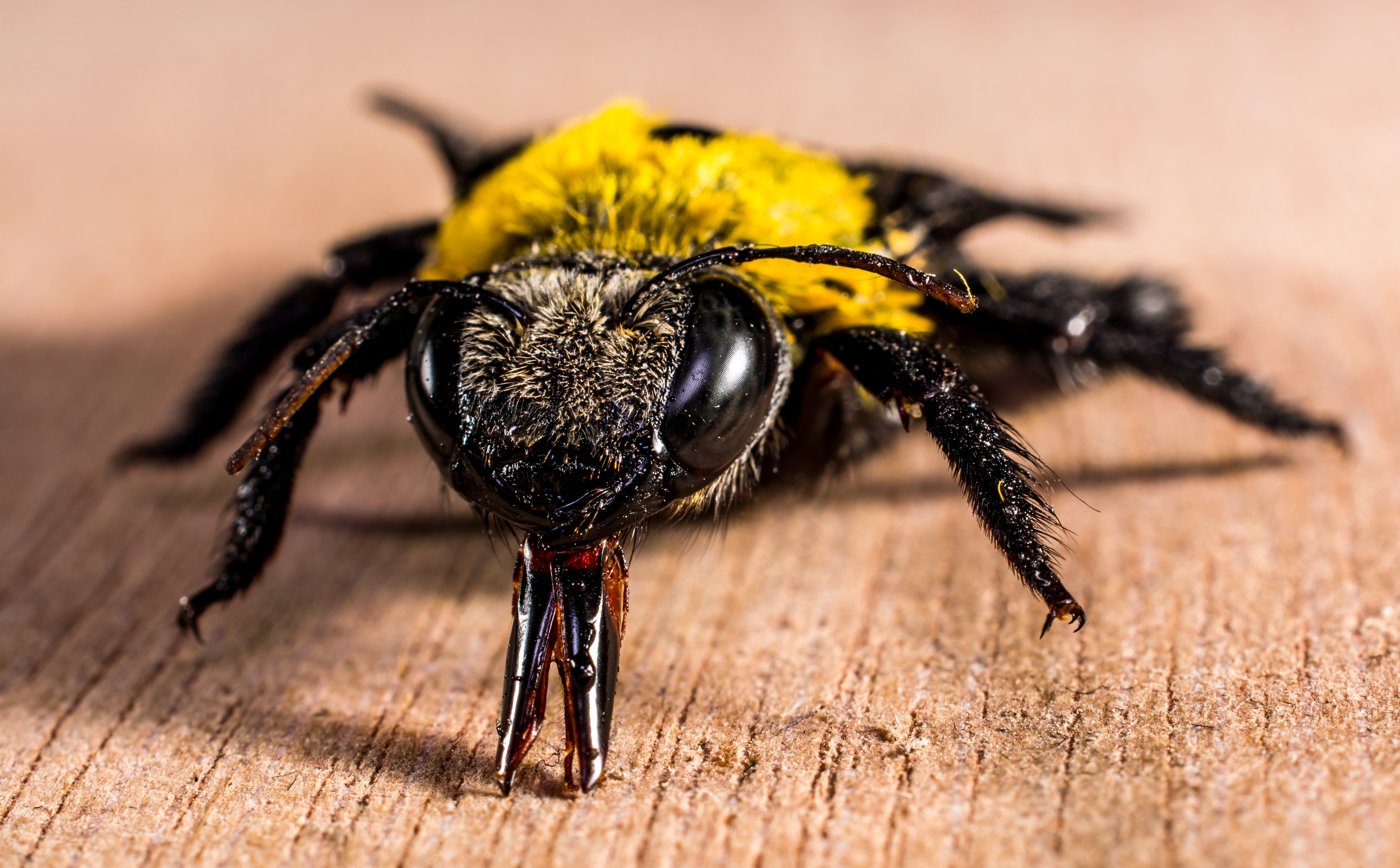 Carpenter bee macro photography