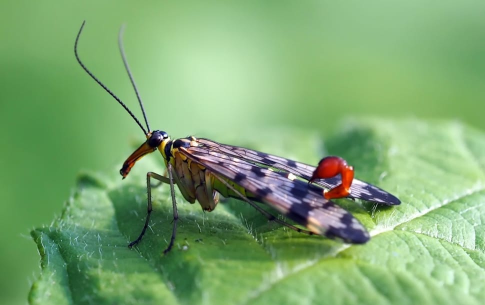 black scorpionfly preview